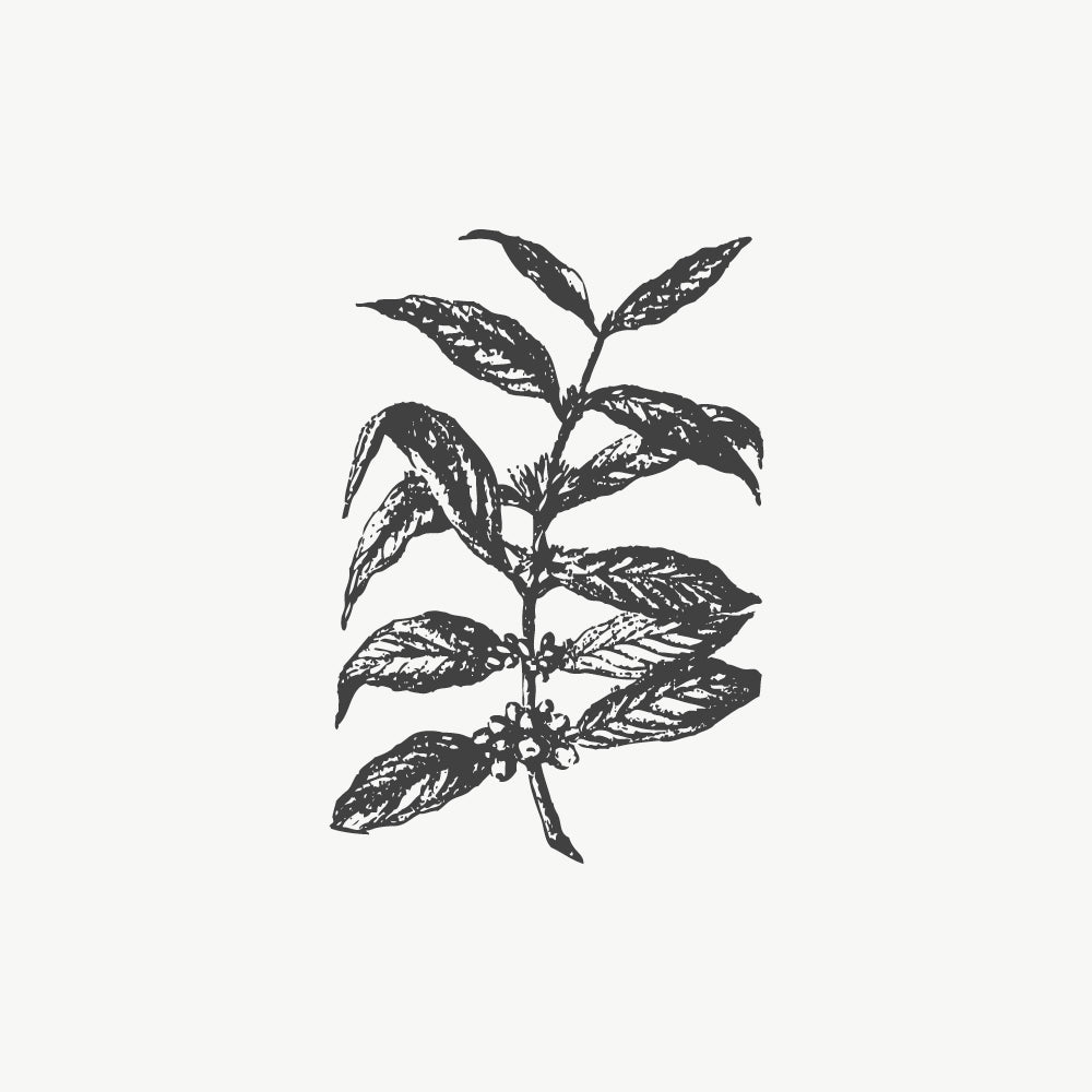 Coffee plant stamp featuring a vintage illustration of a coffee branch with fruits