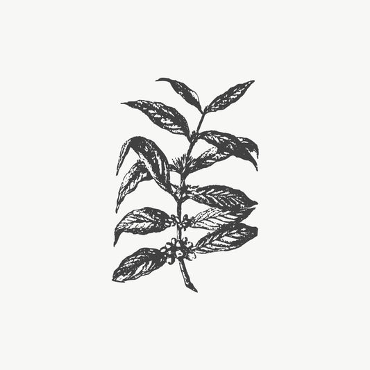 Coffee plant stamp featuring a vintage illustration of a coffee branch with fruits