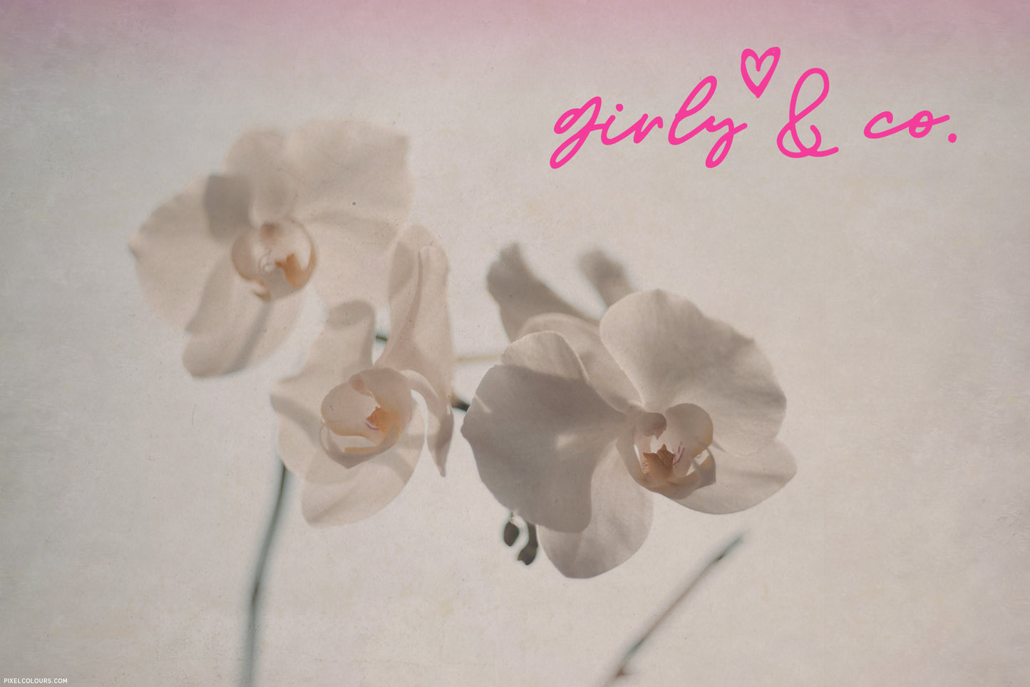 Orchid flowers featuring handwritten font duo, available for free download