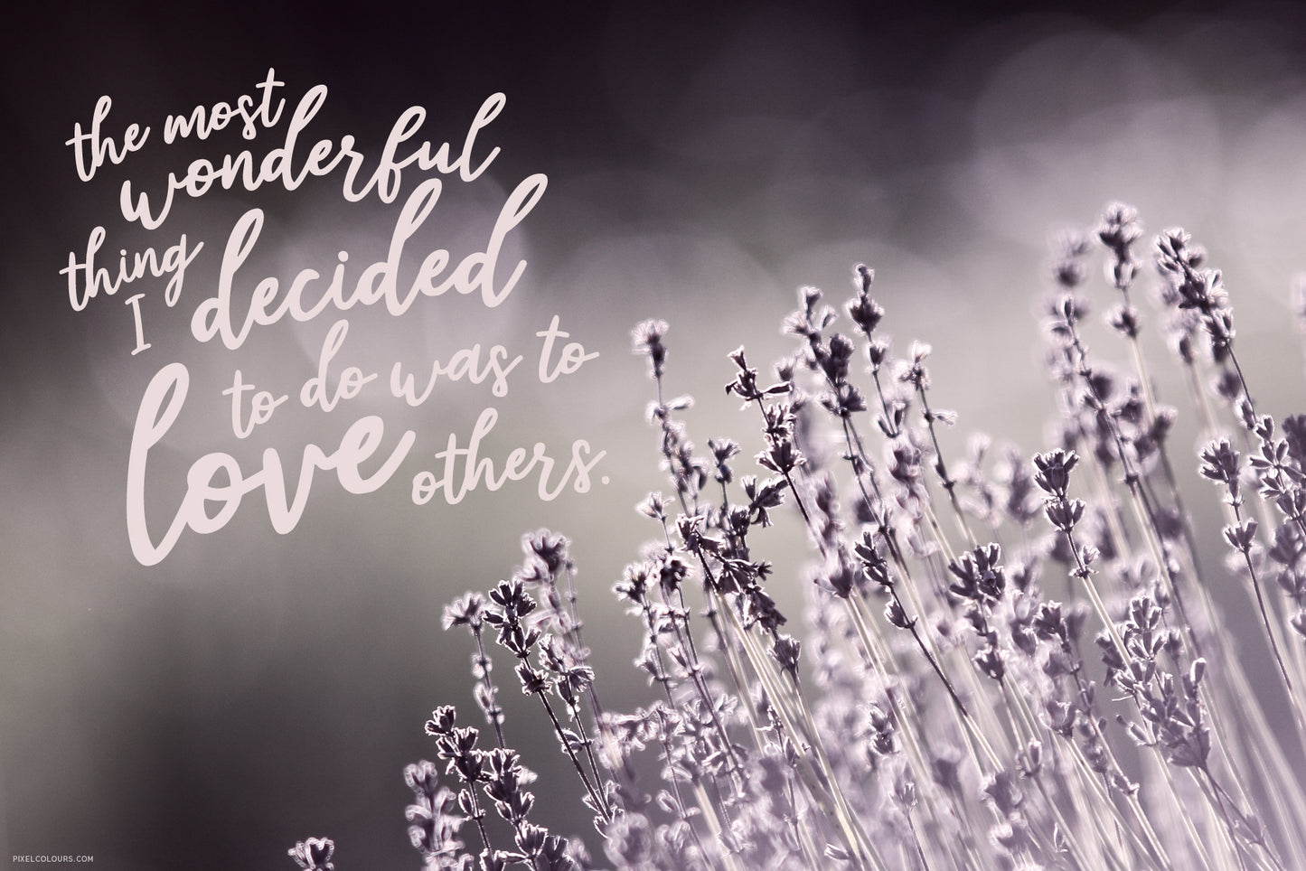 Botanical photo of lavanda with a love quote featuring handwritten font with a playful style, available for free download