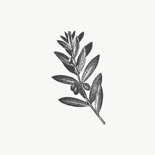 Olive plant stamp featuring a vintage illustration of an olive branch with fruits