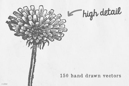 Hand Drawn Vintage Illustrations